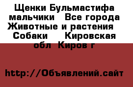 Щенки Бульмастифа мальчики - Все города Животные и растения » Собаки   . Кировская обл.,Киров г.